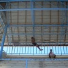Pull-ups for Raobu.